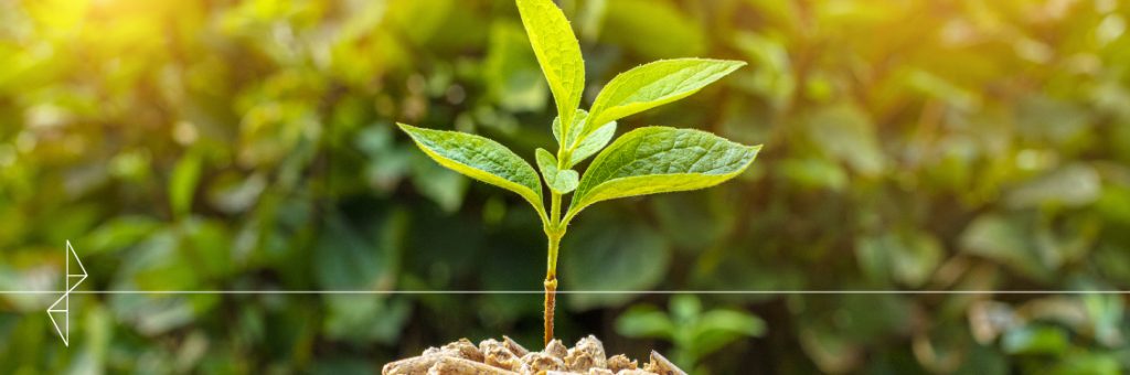 Com foco em novos leilões, geração de energia com biomassa avança